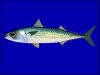 +fish+aquatic+Blue+Mackerel+Scomber+australasicus+ clipart