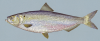 +fish+aquatic+Blueback+herring+ clipart