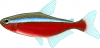 +fish+aquatic+Cardinal+tetra+Paracheirodon+axelrodi+ clipart