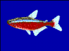 +fish+aquatic+Cardinal+tetra+Paracheirodon+axelrodi+blueBG+ clipart
