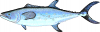 +fish+aquatic+Chinese+seerfish+mackerel+Scomberomorus+sinensis+ clipart