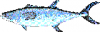 +fish+aquatic+Chinese+seerfish+mackerel+Scomberomorus+sinensis+ clipart