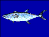 +fish+aquatic+Chinese+seerfish+mackerel+Scomberomorus+sinensis+blueBG+ clipart