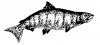 +fish+aquatic+Chinook+Salmon+outline+ clipart