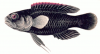 +fish+aquatic+Crimsontip+longfin+Plesiops+coeruleolineatus+ clipart