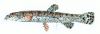 +fish+aquatic+Hasselts+Loach+Lepidocephalichthys+hasselti+ clipart