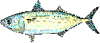 +fish+aquatic+Indian+mackerel+Rastrelliger+kanagurta+ clipart