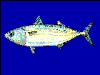 +fish+aquatic+Indian+mackerel+Rastrelliger+kanagurta+blueBG+ clipart
