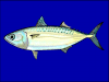 +fish+aquatic+Indian+mackerel+Rastrelliger+kanagurta+blueBG+ clipart