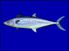 +fish+aquatic+Indo+Pacific+king+mackerel+Scomberomorus+guttatus+blueBG+ clipart