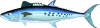 +fish+aquatic+Queensland+school+mackerel+Scomberomorus+queenslandicus+ clipart
