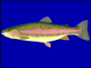 +fish+aquatic+Rainbow+trout+Oncorhynchus+mykiss+blueBG+ clipart
