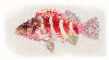 +fish+aquatic+Redbarred+hawkfish+Cirrhitops+fasciatus+ clipart