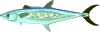 +fish+aquatic+Streaked+Spanish+mackerel+Scomberomorus+lineolatus+ clipart
