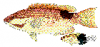+fish+aquatic+Tarry+hogfish+Bodianus+bilunulatus+ clipart