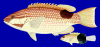 +fish+aquatic+Tarry+hogfish+Bodianus+bilunulatus+blueBG+ clipart