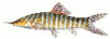 +fish+aquatic+Tiger+loach+Syncrossus+hymenophysa+ clipart