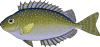 +fish+aquatic+White+spotted+spinefoot+Siganus+canaliculatus+ clipart
