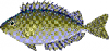 +fish+aquatic+White+spotted+spinefoot+Siganus+canaliculatus+ clipart