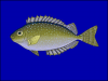 +fish+aquatic+White+spotted+spinefoot+Siganus+canaliculatus+blueBG+ clipart