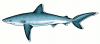 +animal+aquatic+Silvertip+shark+Carcharhinus+albimarginatus+ clipart
