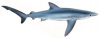 +animal+aquatic+blue+shark+ clipart