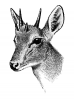 +mammal+four+horned+antelope+head+ clipart