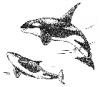 +marine+mammal+killer+whale+larger+male+and+female+ clipart