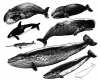 +marine+mammal+whales+ clipart