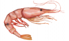 +sealife+aquatic+Pink+shrimp+Farfantepenaeus+duorarum+ clipart