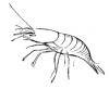 +sealife+aquatic+shrimp+lineart+ clipart