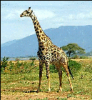 +animal+Giraffe+ clipart