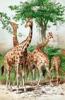 +animal+africa+giraffe+illustration+ clipart
