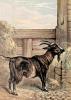 +animal+farm+goat+painting+ clipart