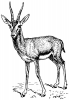 +animal+gazelle+drawing+ clipart