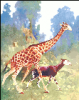+animal+giraffe+and+Okapi+ clipart