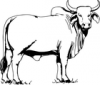 +animal+Brahman+bull+ clipart