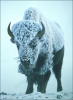 +animal+bison+in+storm+ clipart