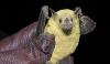 +animal+mammal+Chiroptera+Lesser+long+nosed+bat+covered+in+pollen+ clipart