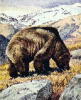 +animal+mammal+Ursidae+Alaskan+Brown+Bear+ clipart