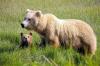 +animal+mammal+Ursidae+Brown+Bear+Female+with+cub+ clipart