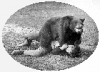 +animal+mammal+Ursidae+The+wrestlers+1905+ clipart