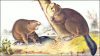 +animal+Castor+rodent+North+American+Beaver+Audubon+ clipart