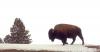 +animal+buffalo+bison+in+winter+ clipart