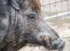 +animal+pig+swine+Boar+closeup+ clipart