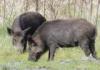 +animal+pig+swine+Two+wild+boars+ clipart