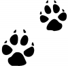 +animal+coyote+tracks+ clipart