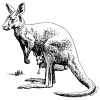 +animal+kangaroo+BW+ clipart