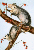 +animal+Opossum+Audubon+ clipart