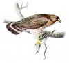 +animal+bird+Broad+winged+Hawk+ clipart